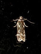 Anacampsis blattariella (Birch Sober)