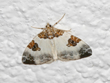 Plemyria rubiginata (Blue-bordered Carpet)