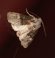 Brachylomia viminalis (Rotstrekvierfly)