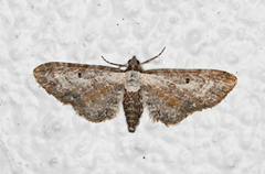 Eupithecia succenturiata (Burotdvergmåler)
