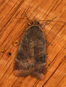 Noctua janthe (Fiolett båndfly)