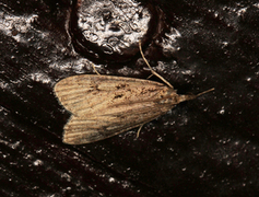 Eudonia pallida (Blek mosemott)