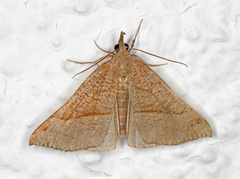 Hypena proboscidalis (Neslenebbfly)