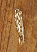 Catoptria falsella (Klippenebbmott)