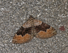 Xanthorhoe quadrifasiata (Large Twin-spot Carpet)