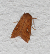 Mythimna conigera (Hvitflekkgressfly)