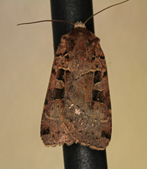 Xestia stigmatica (Fiolettbrunt bakkefly)