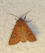 Mythimna conigera (Brown-line Bright-eye)