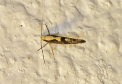 Argyresthia conjugella (Rognebærmøll)