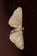 Eupithecia plumbeolata (Marimjelledvergmåler)