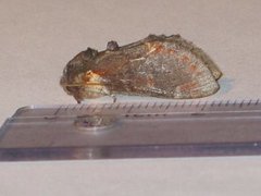 Notodonta dromedarius (Dromedartannspinner)
