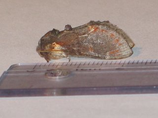 Notodonta dromedarius (Iron Prominent)
