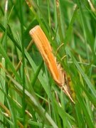 Agriphila tristella (Common Grass-veneer)