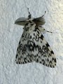 Lymantria monacha (Barskognonne)