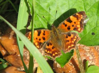 Polygonia c-album (Comma Butterfly)