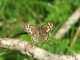 Pararge aegeria (Speckled Wood)