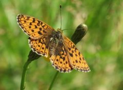 Brenthis ino (Lesser Marbled Fritillary)