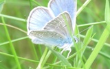 Polyommatus amandus (Amanda's Blue)