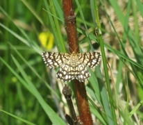 Semiothisa clathrata (Latticed Heath)