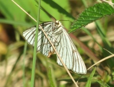 Siona lineata (Black-veined Moth)