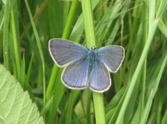 Cyaniris semiargus (Mazarine Blue)