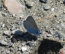 Polyommatus amandus (Sølvblåvinge)