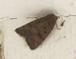 Ipimorpha subtusa (Osperingfly)