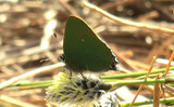 Callophrys rubi (Grønnstjertvinge)