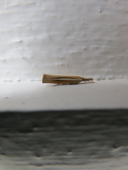 Agriphila selasella (Saltgrasnebbmott)