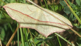 Timandra griseata (Grå syremåler)