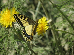 Swallowtail (machaon)