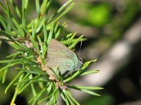 Callophrys rubi (Green Hairstreak)