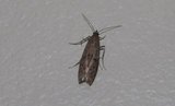 Vitula serratilineella (American Wax Moth)