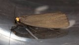 Atolmis rubricollis (Rødhalslavspinner)