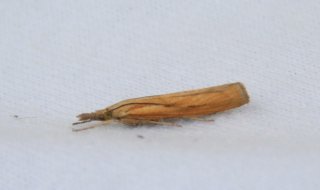 Agriphila inquinatella (Barred Grass-veneer)