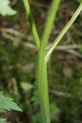 Aconitum septentrionale subsp. septentrionale