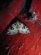 Eustroma reticulata (Netted Carpet)