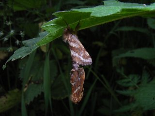 Phymatopus hecta (Dvergroteter)