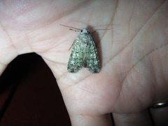 Actebia praecox (Portland Moth)