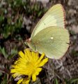 Colias palaeno (Moorland Clouded Yellow)