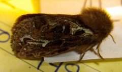 Korscheltellus fusconebulosa (Map-winged Swift)