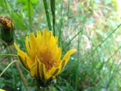 Dandelion (Taraxacum)