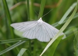 Siona lineata (Black-veined Moth)