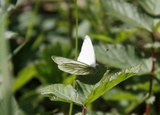 Pieris napi (Green-veined White)