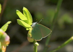 Callophrys rubi (Grønnstjertvinge)
