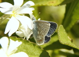 Polyommatus icarus (Common Blue)