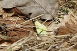 Gonepteryx rhamni (Sitronsommerfugl)