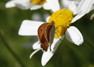 Coenonympha pamphilus (Small Heath)