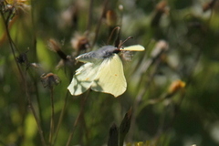 Gonepteryx rhamni (Sitronsommerfugl)