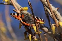 Aglais urticae (Neslesommerfugl)